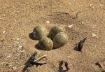 Subtle nest