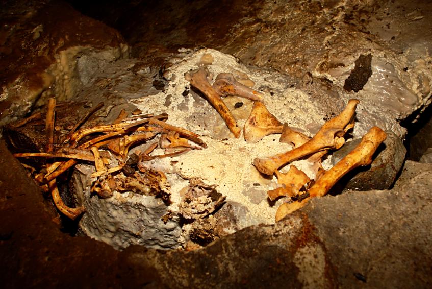 20110827-110930.jpg - Sheep skeleton