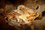 Sheep skeleton