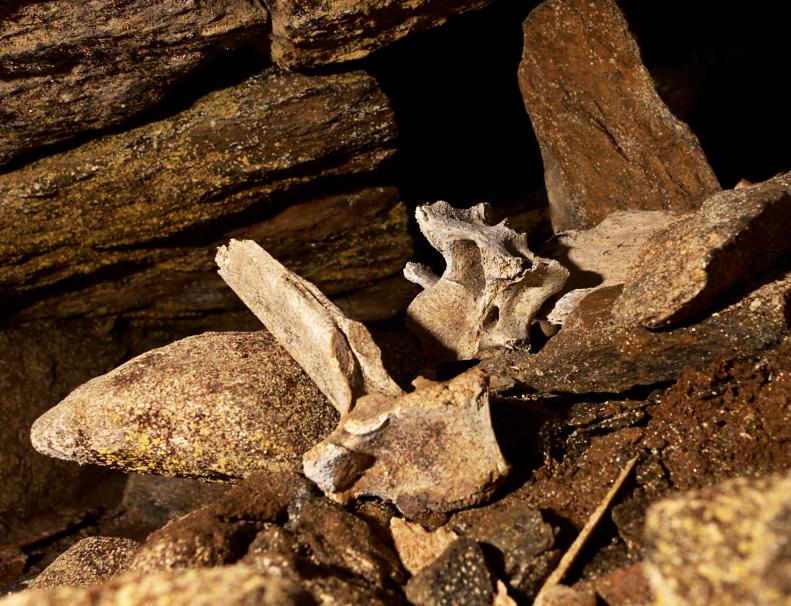 20130120-134058.jpg - Vertebrae