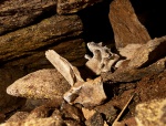 Vertebrae