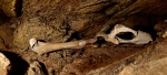 Femur and pelvis