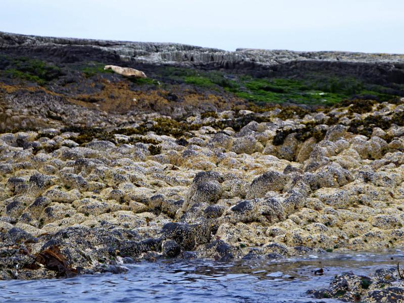 20130625-114024.jpg - Stranded seal