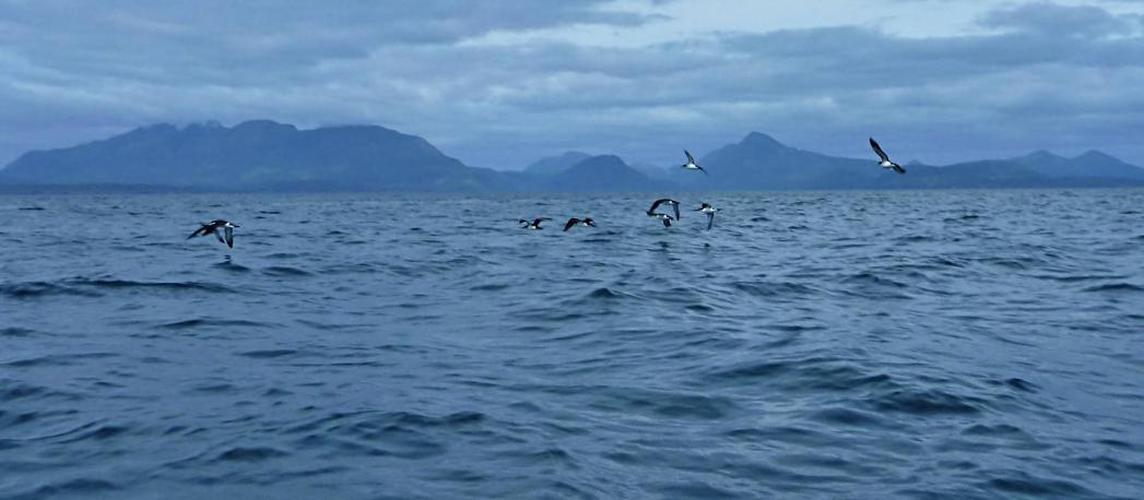 20130626-130257.jpg - Guillemots