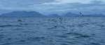 Guillemots