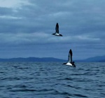 Guillemots