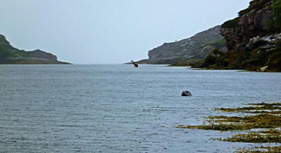20130811-132217.jpg - Watched by a seal