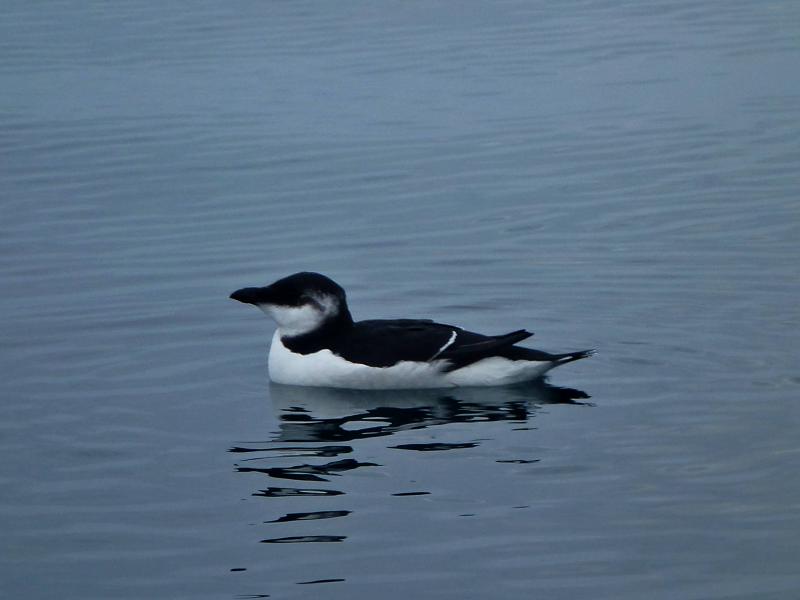 20130928-160255.jpg - Seabird