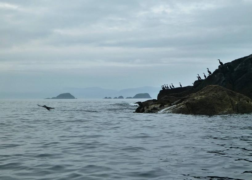 20130928-162415.jpg - Galtachan rocks, and cormorants on Sgeir Mianais