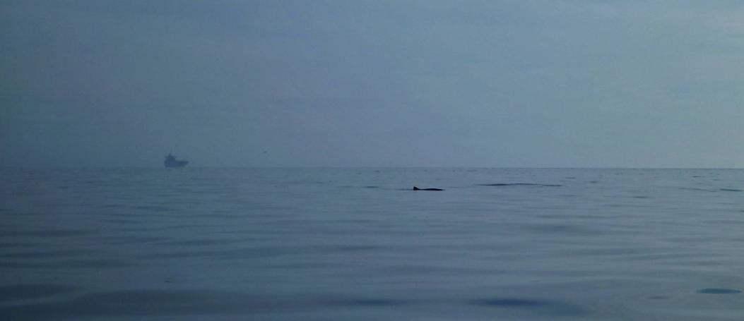 20130929-095603.jpg - Porpoise