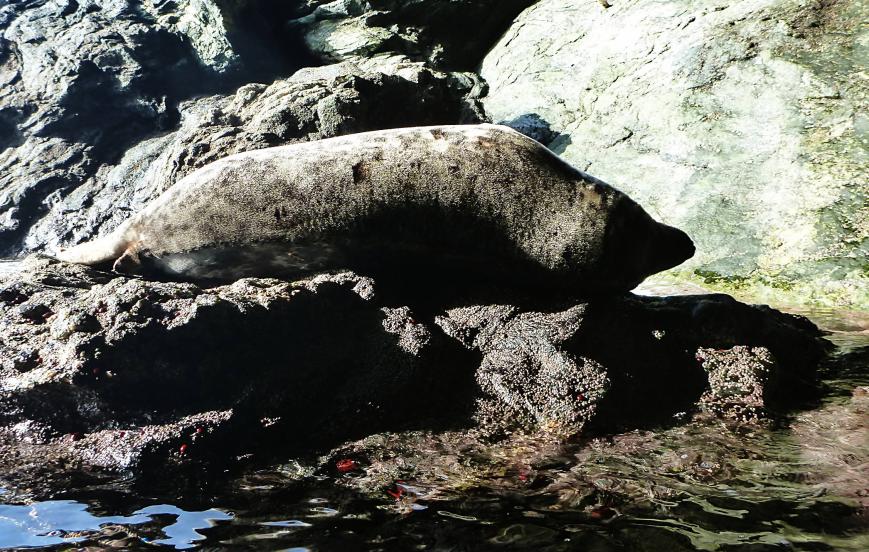 20130929-102704.jpg - Sleeping seal