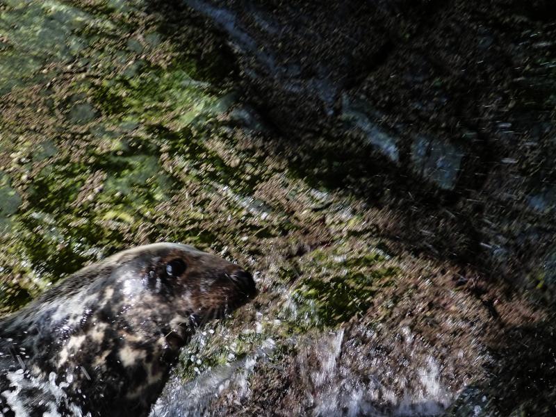 20130929-102717.jpg - Waking seal
