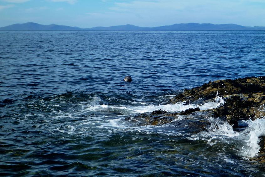 20130930-120624.jpg - Seal