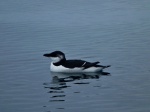 Seabird