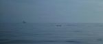 Porpoise