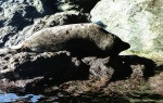 Sleeping seal