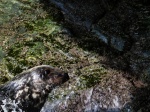 Waking seal