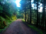 Forest track
