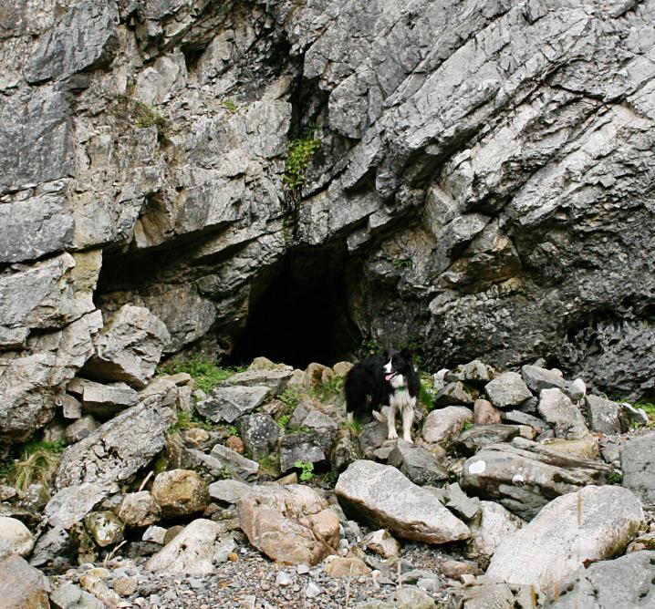 20140920-104459.jpg - Molly (the collie)