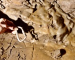 Calcified bat
