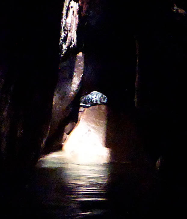 20150706-145138.jpg - Sleeping seal