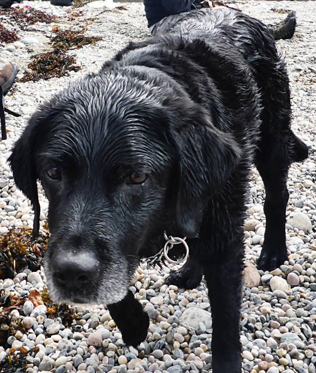 20150708-132907.jpg - Bramble