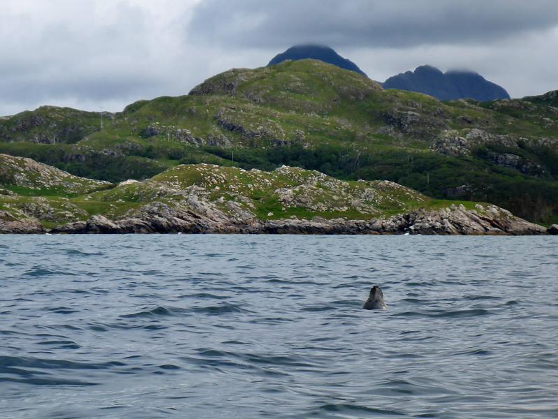 20150709-132152.jpg - Sleeping seal, and Suilven