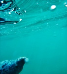 Friendly seal