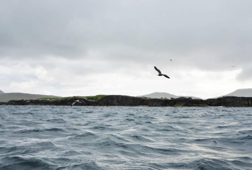 20150728-172305.jpg - Seabirds in flight