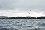 Seabirds in flight
