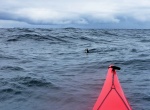 Puffin