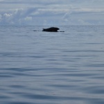 Seals
