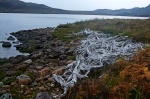 Lochside bogwood