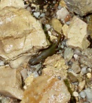 A newt at the foot of the Rana Hole entrance