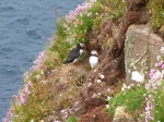 Puffins