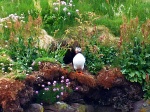 Puffin