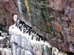 Birds on a ledge
