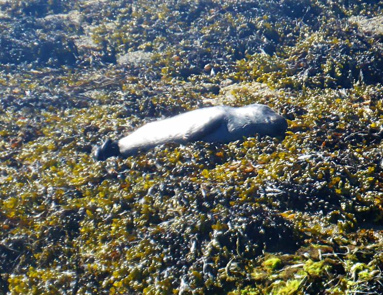 20180629-120322.jpg - Sleeping seal