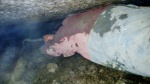 Low bedding