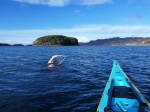 Shieldaig Island