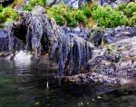 Seaweedy trunk