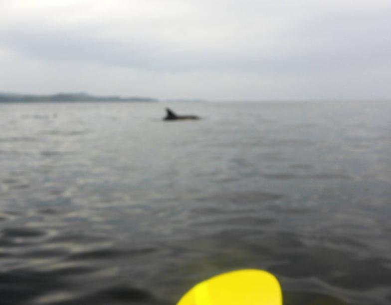 20260803-134256.jpg - Dolphin